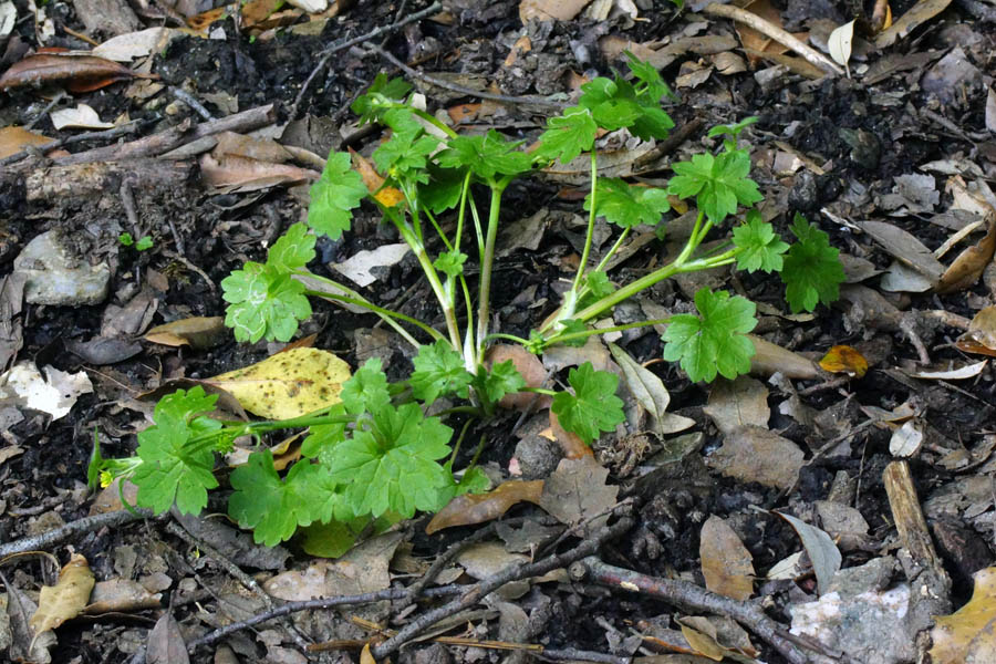 Ranunculus parviflorus